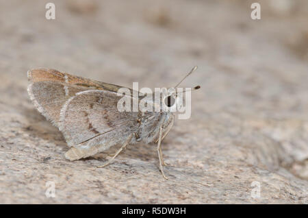 Das Viereck Skipper, Atrytonopsis vierecki Stockfoto