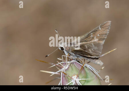 Das Viereck Skipper, Atrytonopsis vierecki Stockfoto