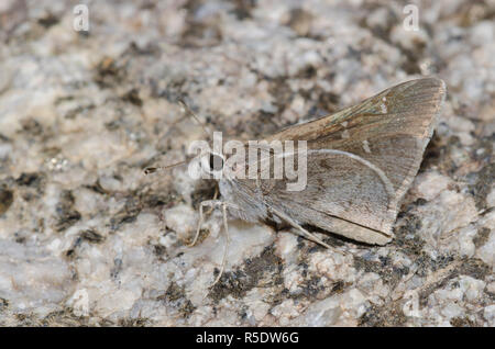 Das Viereck Skipper, Atrytonopsis vierecki Stockfoto