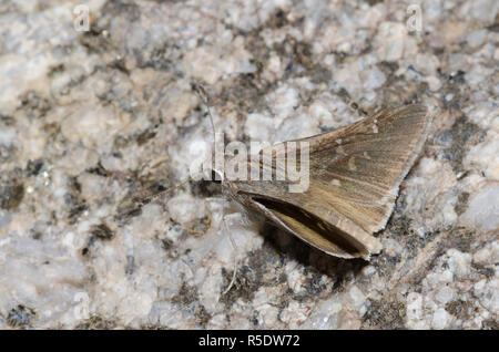 Das Viereck Skipper, Atrytonopsis vierecki Stockfoto