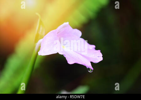 Rosa Blumen blühen mit Tropfen in der Natur Regenwald Hintergrund Stockfoto