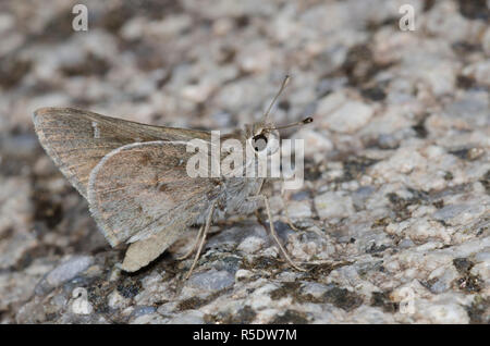 Das Viereck Skipper, Atrytonopsis vierecki Stockfoto