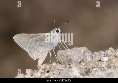 Das Viereck Skipper, Atrytonopsis vierecki Stockfoto