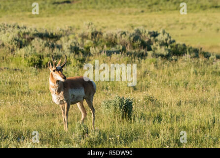 Pronghorn stehen am späten Nachmittag Sonne mit Kopie Raum Stockfoto