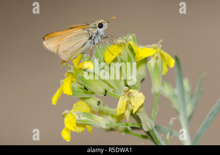 Orange Skipperling, Oarisma aurantiaca, an Westwandblume, Erysimum capitatum Stockfoto