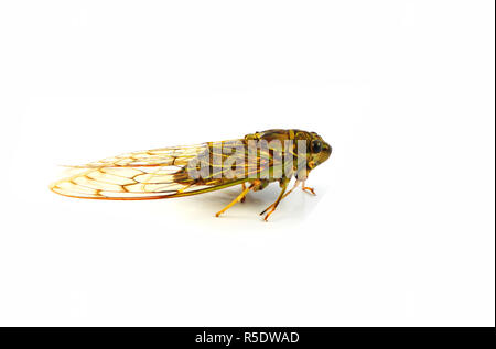 Zikade isoliert/wild Insekt Zikade auf weißem Hintergrund Stockfoto