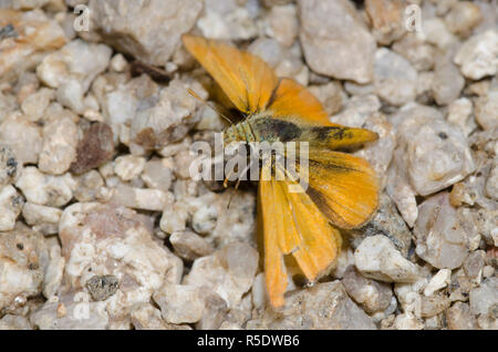 Orange Skipperling, Oarisma aurantiaca, Flug Stockfoto