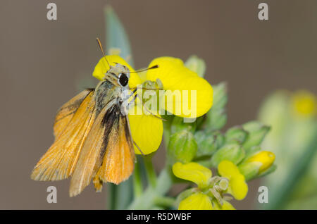 Orange Skipperling, Oarisma aurantiaca, an Westwandblume, Erysimum capitatum Stockfoto