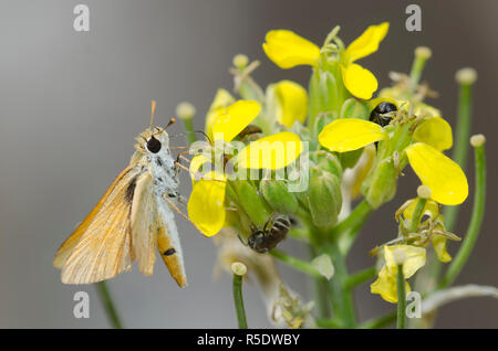 Orange Skipperling, Oarisma aurantiaca, an Westwandblume, Erysimum capitatum Stockfoto