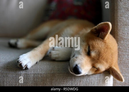 Shiba Inu Welpen Hund schlafen Stockfoto