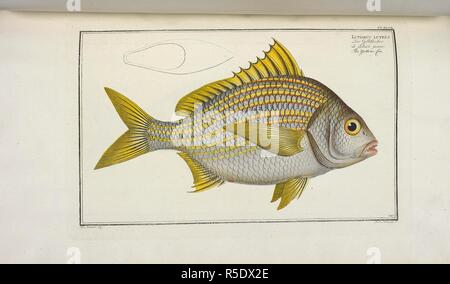 Lutianus luteus. Die gelb-fin. . Ichtyologie, ou Histoire Naturelle, geÌneÌrale et particulieÌ € re des poissons. Avec des zahlen enlumineÌes usw. [Übersetzt von Jean Charles Thibault de Laveaux. Mit einem Portrait.]. Berlin, 1785-1797. Quelle: 41. k. 1-6 Platte 247. Autor: Bloch, Marcus Elieser. Stockfoto