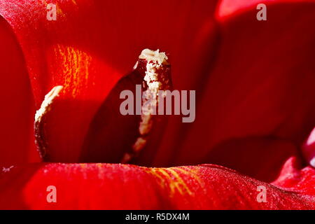 Rote Blumen mit Regentropfen mit aufgenommene Makro Fotografie an Close up Entfernung für maximale Klarheit und Schärfe und eine sehr interessante zu erstellen Stockfoto