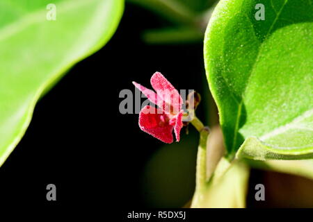 Rote Blumen mit Regentropfen mit aufgenommene Makro Fotografie an Close up Entfernung für maximale Klarheit und Schärfe und eine sehr interessante zu erstellen Stockfoto