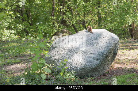 Kleine Eichhörnchen sitzend atop​ einen großen Felsblock am Riverwalk in Naperville, Illinois Stockfoto