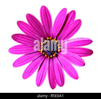 Blume des African Daisy Stockfoto