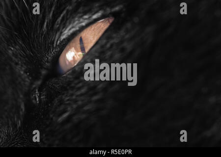 Auge von einer großen Katze - Mischung aus Britisch Kurzhaar und Birma