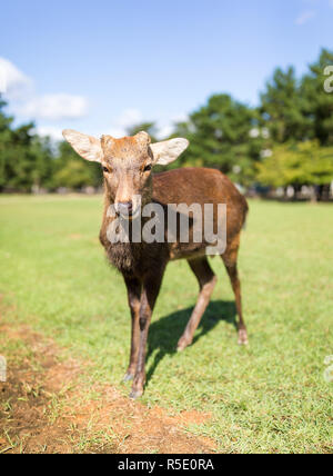 Red Deer Stockfoto