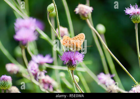 Orange Schmetterling stellte auf lila Blumen Stockfoto