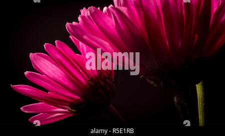 Low-Key Lila Chrysanthemen Stockfoto