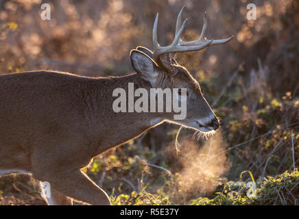 White tailed deer Buck Stockfoto