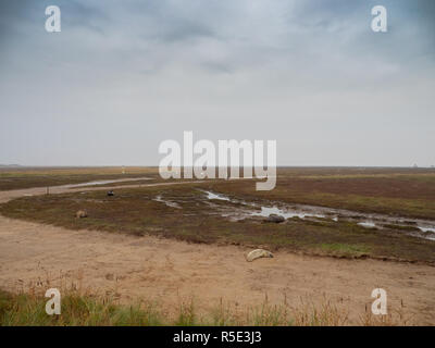 Donna Nook Grau Robbenkolonie, Lincolnshire. Stockfoto