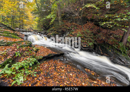 Conestoga fällt, einen schönen Wasserfall in der Pennsylvania Ricketts Glen State Park, Kaskaden und Folien durch ein Herbst Landschaft. Stockfoto