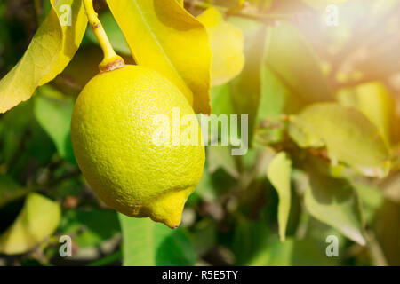 Limonade auf den Baum in der Erntezeit. Stockfoto