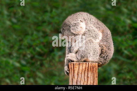 Eine nette junge Koala sitzt Eingeschlafen auf einer hölzernen Pfosten vor der Eukalyptus Pflanzen mit seinen Arm nach unten hängen eine Seite eines hölzernen Pfosten und h ausgeglichen Stockfoto