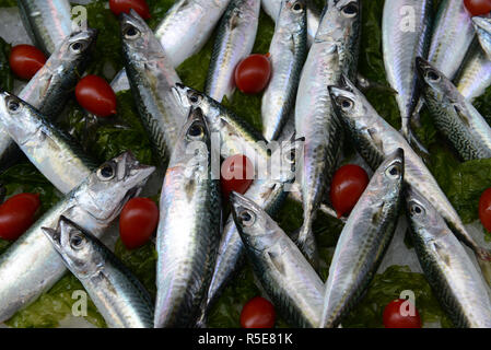 Makrele Fisch auf Eis Stockfoto