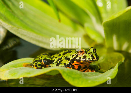 Frosch Orientalische Rotbauchunke (Bombina orientalis) sitzt auf einem grünen Blatt Stockfoto