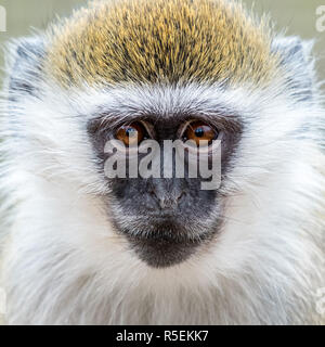 Baby Grivet Monkey IX Stockfoto