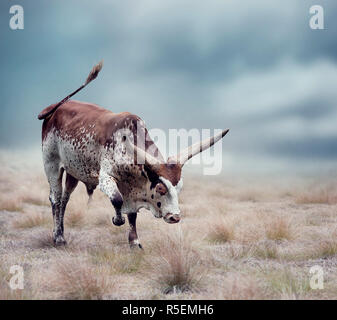 Braune und weiße Longhorn steer Stockfoto