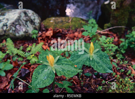 Gelbe Trillium, Great Smoky Mountains National Park Stockfoto