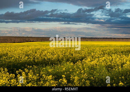 Ein beeindruckendes Feld von Raps Pflanzen in voller Blüte als die Sonne untergeht, nördlich von Esperance in Western Australia. Stockfoto