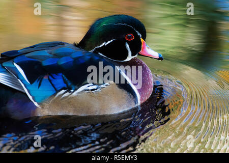 Männliche amerikanische Holz Ente, Schwimmen in der Nähe Stockfoto