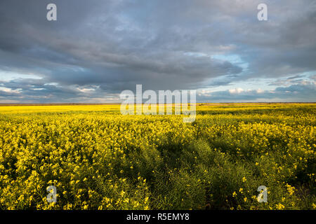 Ein beeindruckendes Feld von Raps Pflanzen in voller Blüte als die Sonne untergeht, nördlich von Esperance in Western Australia. Stockfoto