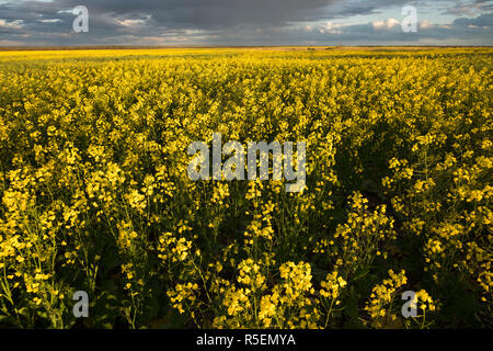 Ein beeindruckendes Feld von Raps Pflanzen in voller Blüte als die Sonne untergeht, nördlich von Esperance in Western Australia. Stockfoto