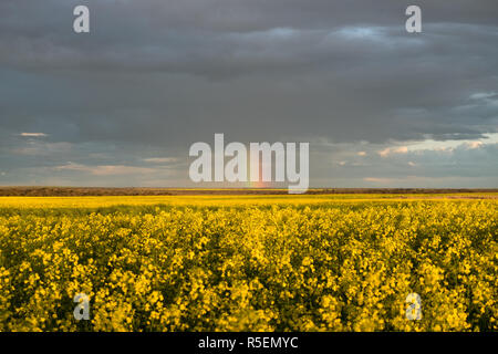 Ein beeindruckendes Feld von Raps Pflanzen in voller Blüte als die Sonne untergeht, nördlich von Esperance in Western Australia. Ein Regenbogen entsteht. Stockfoto