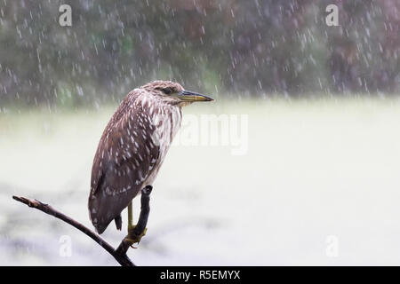 Kinder schwarz - gekrönte Night Heron thront auf einem regnerischen Tag Stockfoto