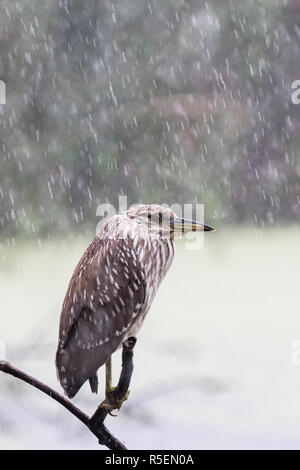 Kinder schwarz - gekrönte Night Heron thront auf einem regnerischen Tag Stockfoto