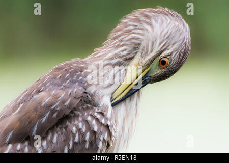 Putzen Kinder schwarz - gekrönte Night Heron Nahaufnahme Stockfoto