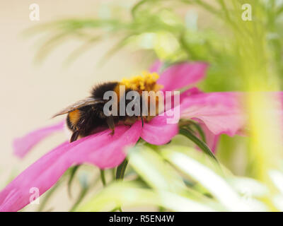 Bumble Bee mit einer Unterbrechung Stockfoto