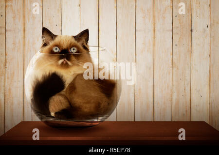 Süße Perser Katze in Glas Schüssel Stockfoto