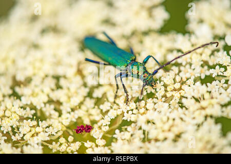 Moschus - Hock, Aromia moschata auf Wilde Möhre Stockfoto