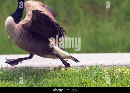 Eine kanadische Gans (Branta canadensis) läuft wie ein Huhn mit seinen Kopf abschneiden, weil das Foto hat seinen Kopf abgeschnitten Stockfoto