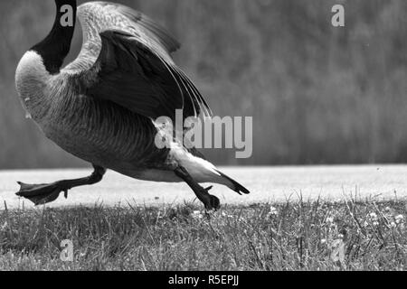 Eine kanadische Gans (Branta canadensis) läuft wie ein Huhn mit seinen Kopf abschneiden, weil das Foto hat seinen Kopf abgeschnitten Stockfoto