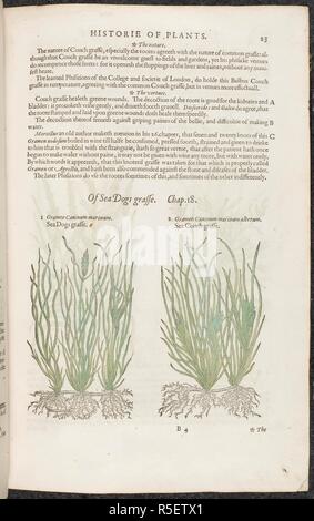 Meer Hunde Gras und Meer Quecke. Botanische Zeichnungen und Beschreibungen der Pflanzen. Die herball oder Allgemeine Historie des Plantes. London: Iohn Norton, 1597. Quelle: 35. g. 13-14. Seite 23. Sprache: Englisch. Autor: Gerard, John. Stockfoto