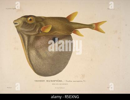 Triodon Macroptere. Die threetooth Puffer, Triodon Macropterus. Voyage Autour du Monde, exÃ©cutÃ © par ordre du Roi, sur la Corvette de Sa MajestÃ © La Coquille, Pendant les annÃ©es 1822, 1823, 1824 et 1825, sous le ministÃ¨re de S.E.M.le Marquis de Clermont-Tonnerre, et publiÃ© Sous les Schirmherrschaft de Son Excellence M. le Cte.de Chabrol, Ministre de la Marine et Des Colonies par L.I. Duperrey... Capitaine de Frías © Gate, Kommandant de l'expÃ©dition. Histoire Naturelle, Zoologie. Atlas. Paris: Arthus Bertrand, libraire-Ã©diteur ..., 1826. Louis-Isidore Duperrey das Schiff geboten, La Coquille, Stockfoto