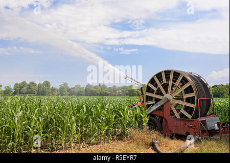 Wasser die Installation von Sprinklern in einem Feld von Mais. Stockfoto