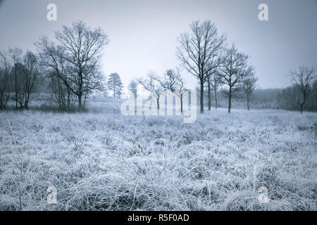 Feld und Bäume An einem frostigen Morgen Stockfoto